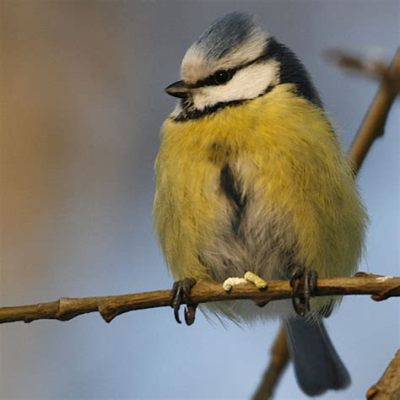  Alfaani! Kun Maailman Värkillisin Lintu Kääntyy Spiraalilentoon - Tietoa ja Erityispiirteitä Alfaanista