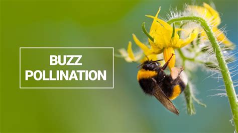  Bumble Bee: Explore the Buzzing World of a Furry Pollinator Who Loves Flowers!