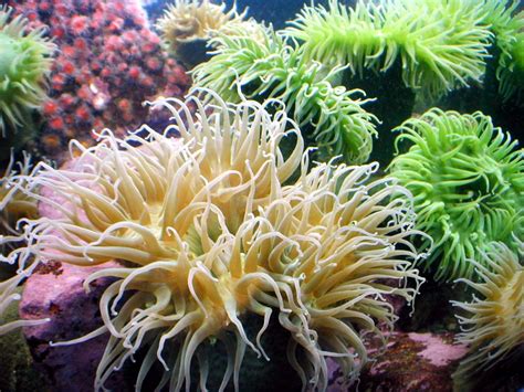  Acanthocaeca! Explore the Enigmatic Beauty of This Deep-Sea Anemones Known for Its Thorny Tentacles