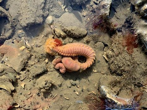  Amphitritea! A Marine Worm That Can Build Bridges – Or At Least Looks Like It Could