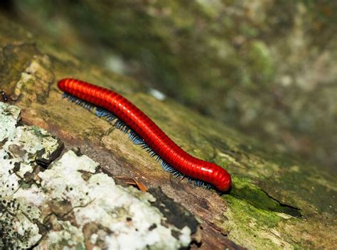  Californian Millipede:  A Land-Dwelling Arthropod That Uses Thousands Of Legs To Navigate Its Environment And Burrow Through Soil With Ease!