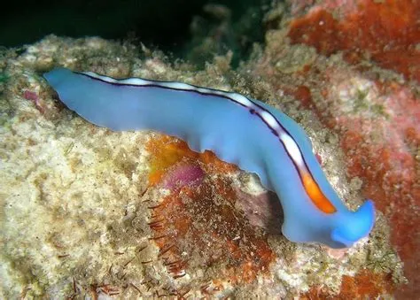  Coraphoides! A Tiny Flatworm That Thrives on Dead Leaves and Embraces the Slow Lane