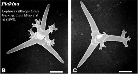  Diploplastron! An Underrated Hero With an Unbelievable Skeleton Made Entirely of Spicules