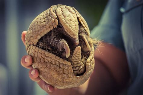  Doliger Dolichoperda -  A Glimpse into the World of These Shell-Bearing Garden Navigators!