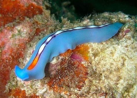  Free-Living Flatworm: A Master of Regeneration with Tiny Tentacles Exploring Its Microscopic World!