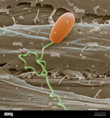  Mikrosporidium - A Tiny Parasite With a Powerful Punch! Discover What This Microscopic Invader Does To Its Hosts!