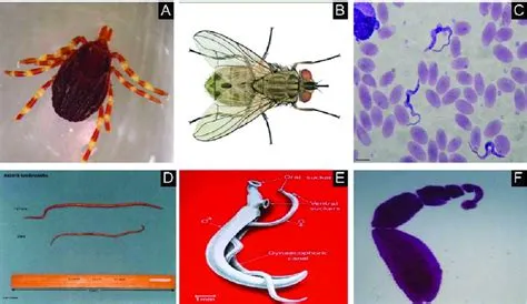 Neodermatium! A Tiny Parasite Living an Enchanting Yet Eerie Life Cycle Inside Its Hosts