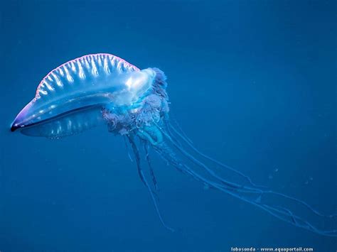  Physalia physalis! An Animal that Looks Like it Belongs in a Sci-fi Movie but Swims and Stings with Remarkable Precision