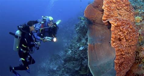  Topiary Sponge! A Vividly Colored Enigmatic Wonder Living Beneath the Ocean Waves